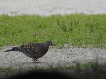 2019年6月22日(土) 京都御苑の野鳥観察記録