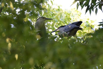 Striated Heron Ukima Park Thu, 6/6/2019