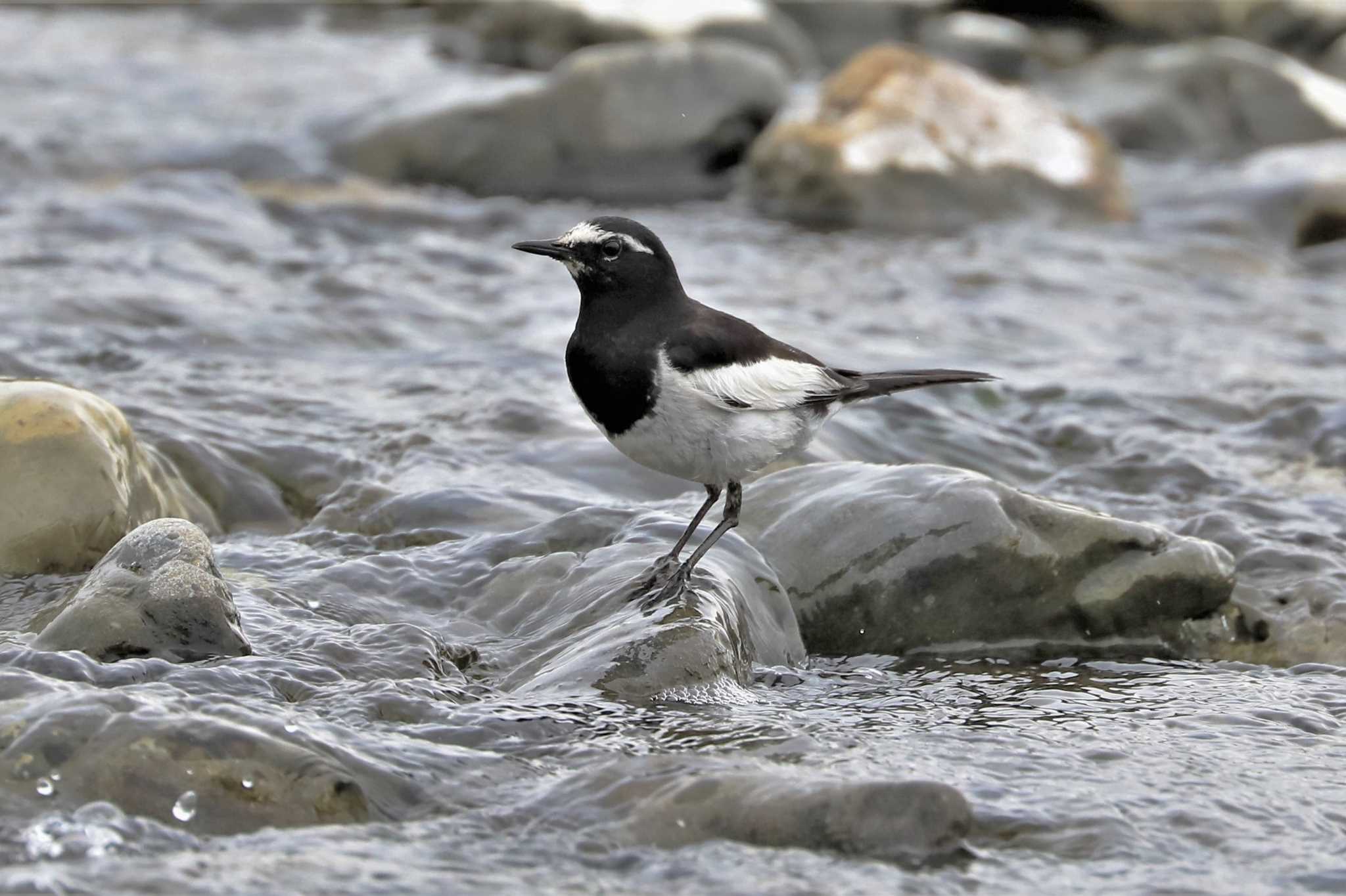 Photo of Japanese Wagtail at 多摩川(浅川合流付近) by Susumu Harada