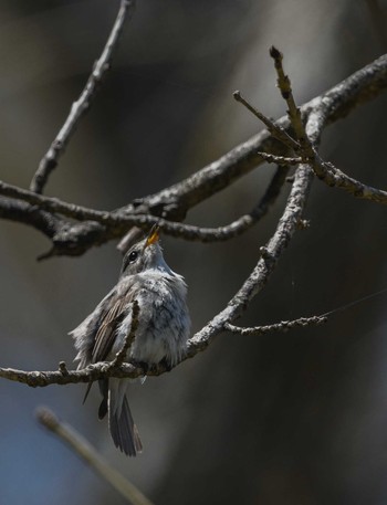 Asian Brown Flycatcher Togakushi Forest Botanical Garden Unknown Date