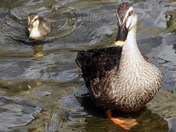 Eastern Spot-billed Duck 稲城 Sat, 6/22/2019