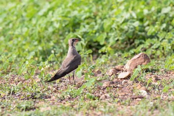 Mon, 6/3/2019 Birding report at ペッチャブリー水田エリア