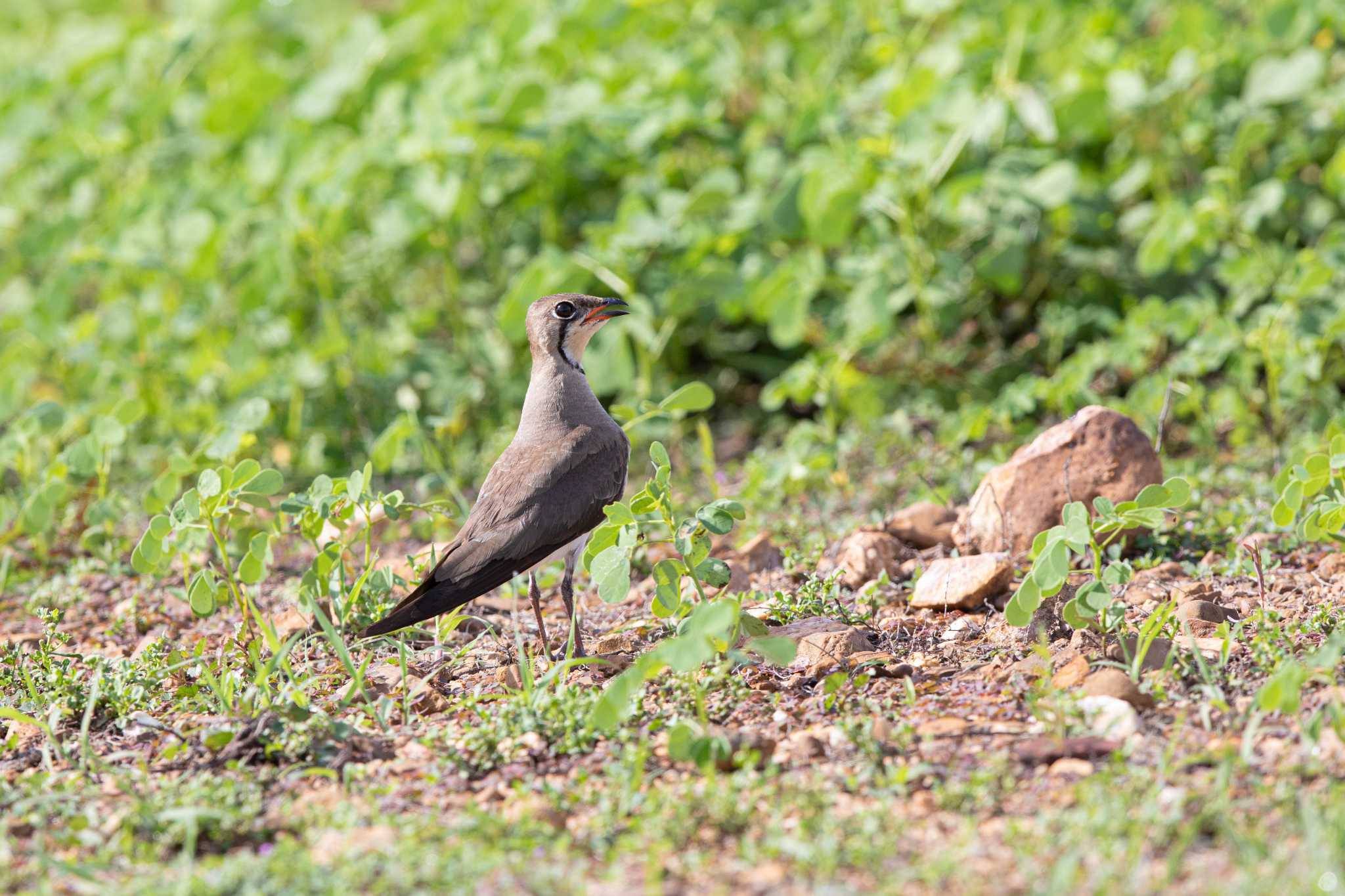 Oriental Pratincole