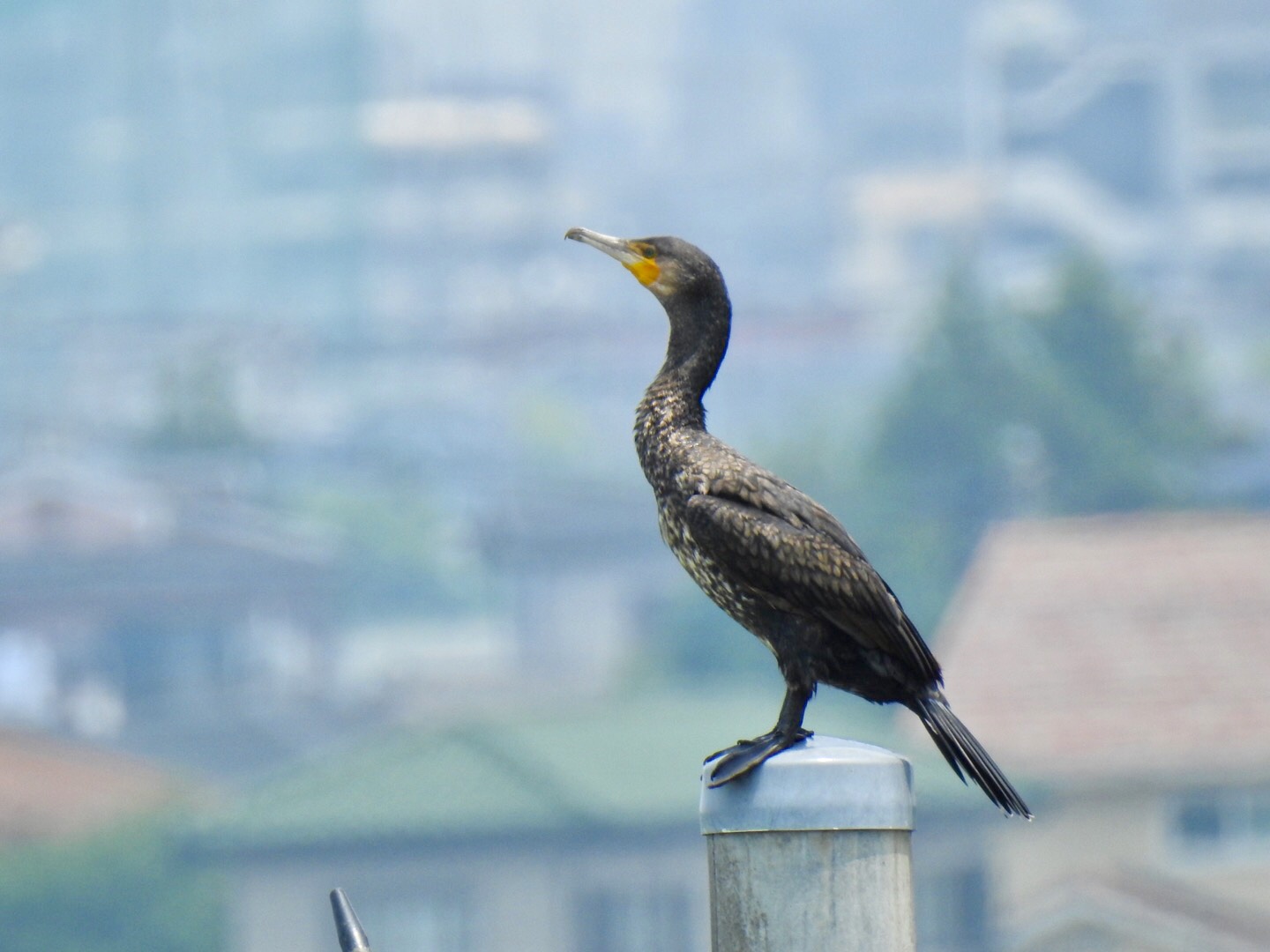 さいたま市 カワウの写真 by なおんなおん