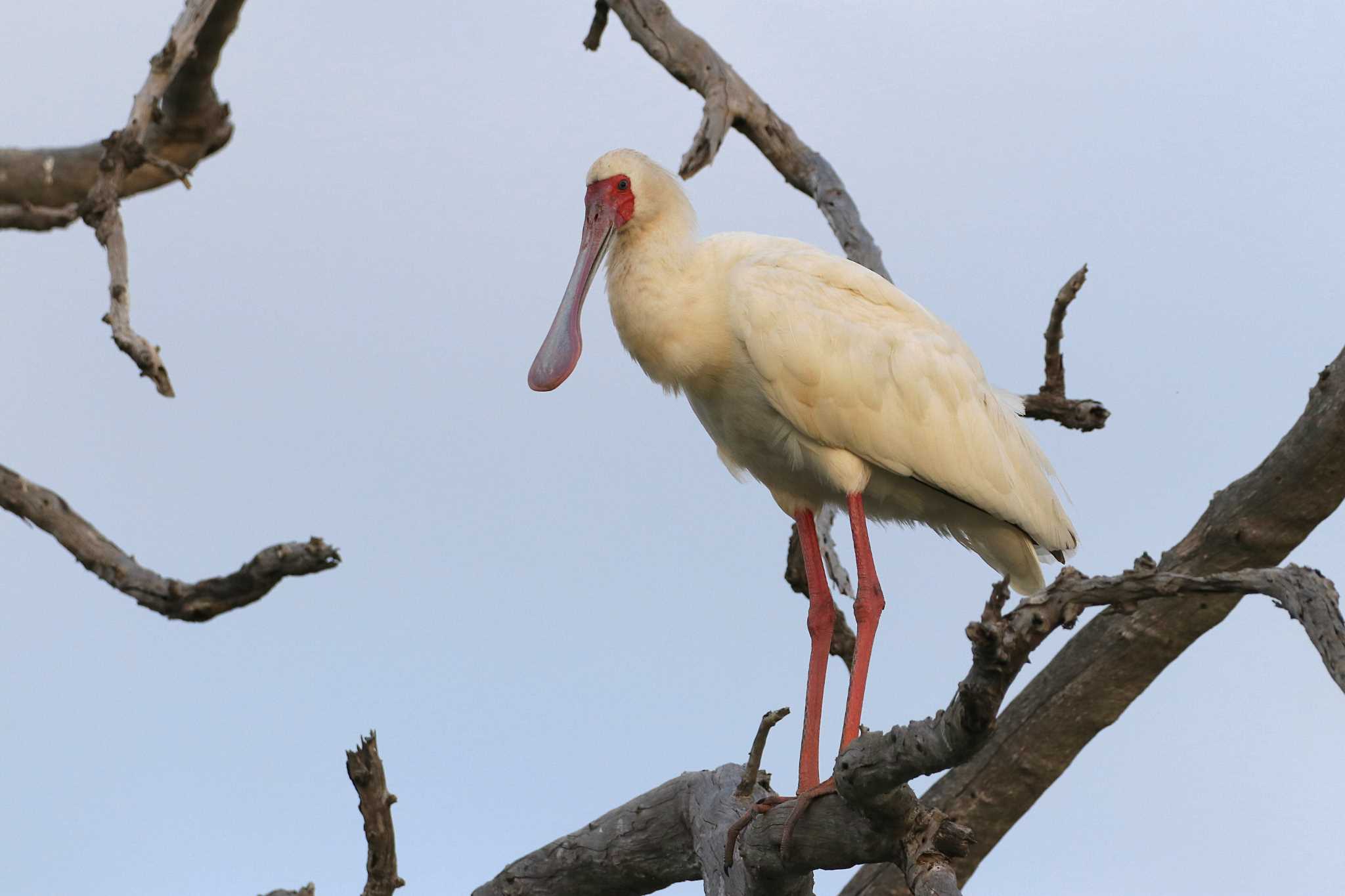 Photo of African Spoonbill at Kapama Private Game Reserve (South Africa) by とみやん