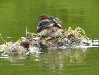 2019年6月22日(土) 薬師池公園の野鳥観察記録