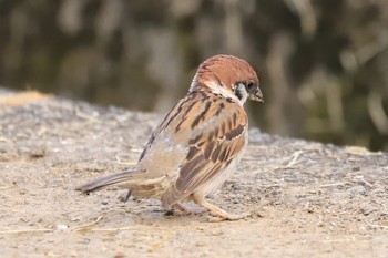 Eurasian Tree Sparrow 自宅前 Sat, 6/22/2019