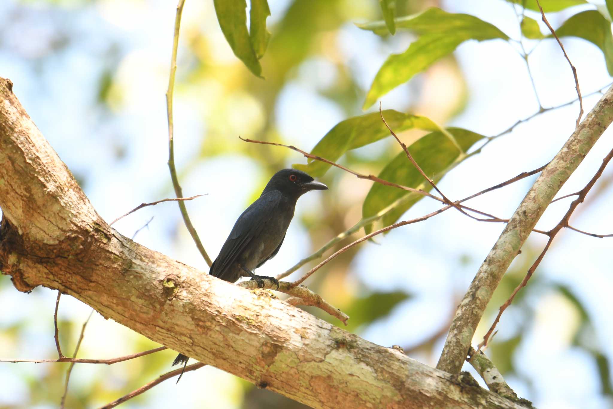 Photo of Crow-billed Drongo at パンガーマングローブ林研究センター by あひる
