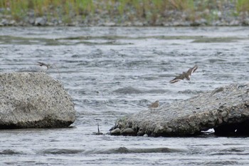 2019年6月22日(土) 多摩川二ヶ領宿河原堰の野鳥観察記録