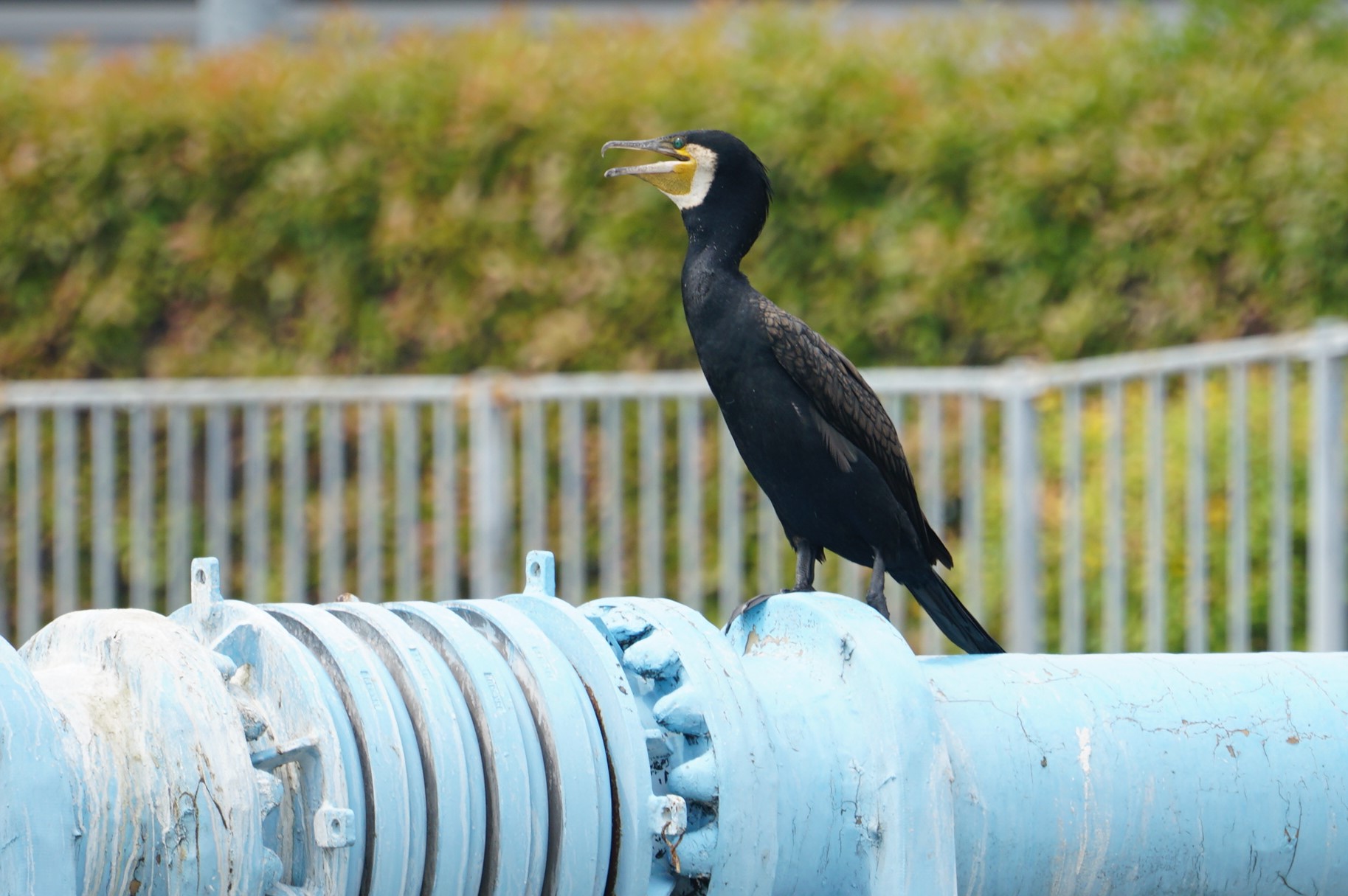 Photo of Great Cormorant at 東大阪市池島 by マル