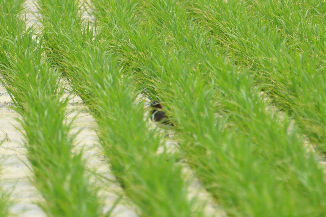 Photo of Greater Painted-snipe at 東大阪市池島 by マル