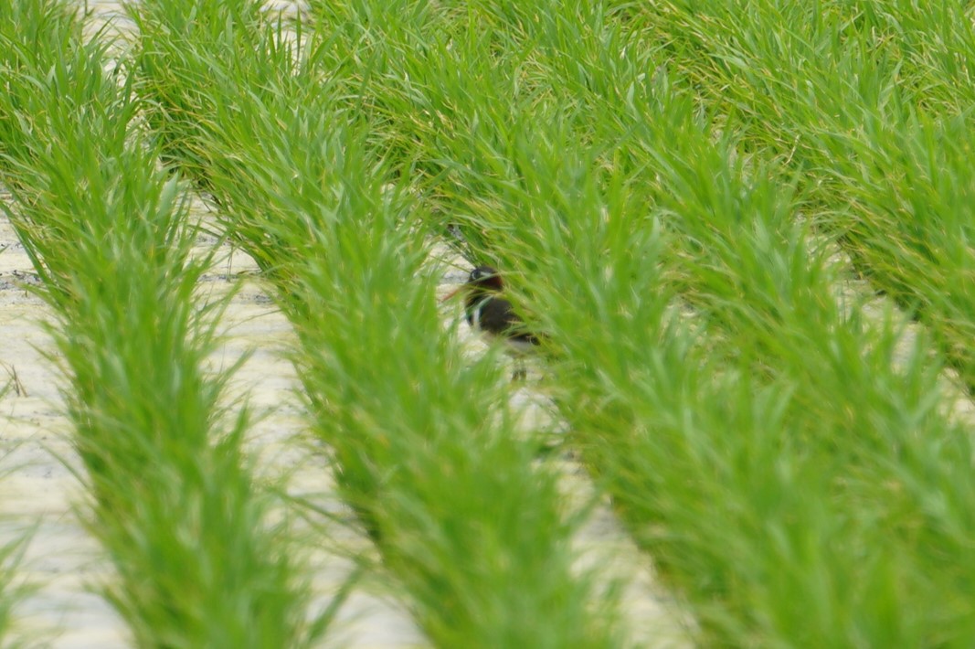 Greater Painted-snipe