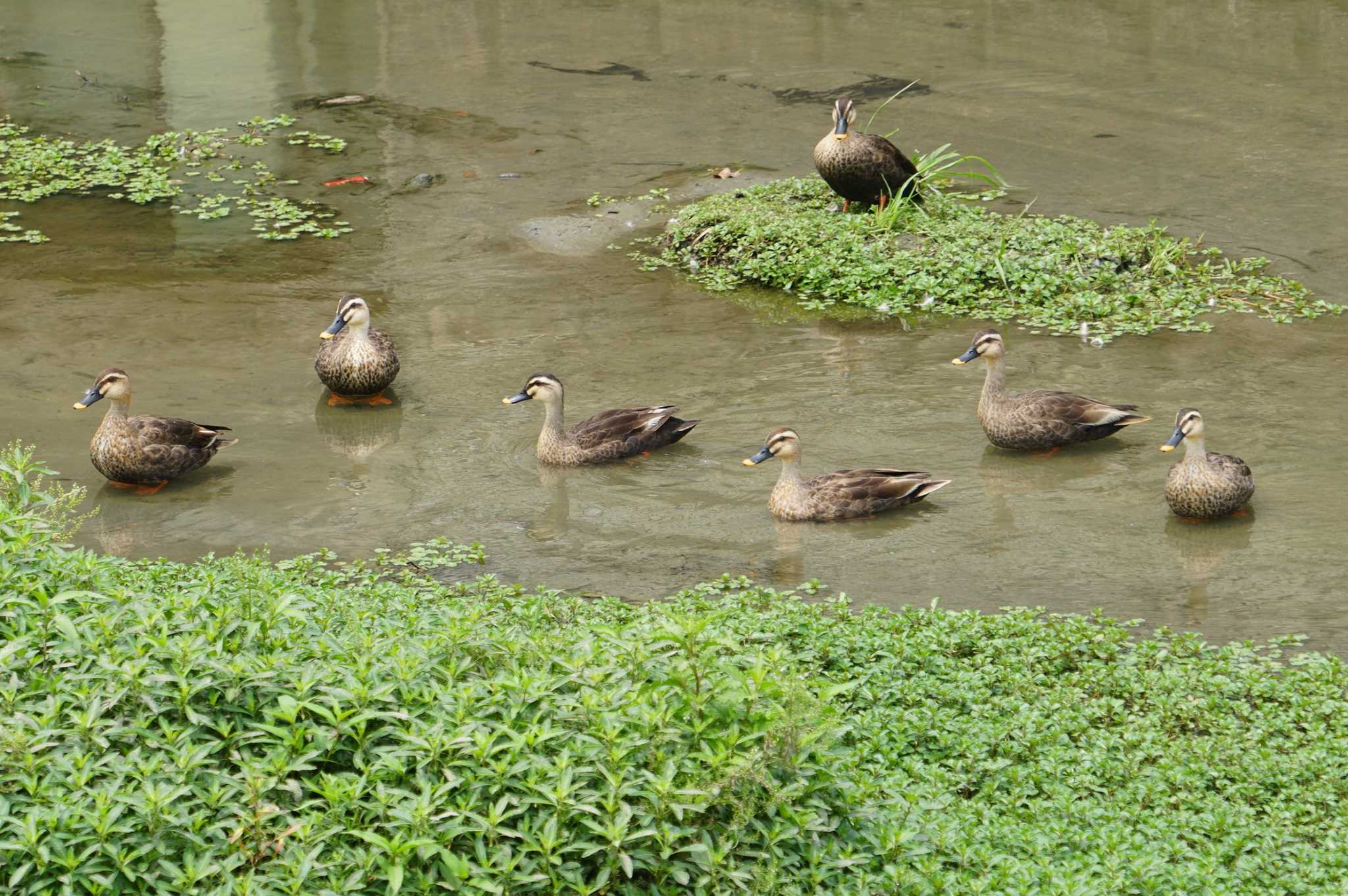 Eastern Spot-billed Duck