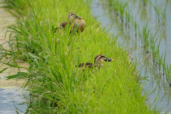 Eastern Spot-billed Duck 東大阪市池島 Fri, 6/21/2019