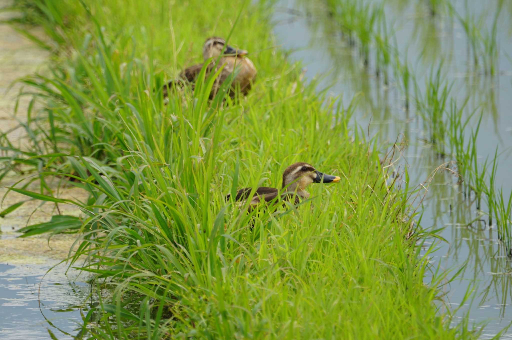 Eastern Spot-billed Duck