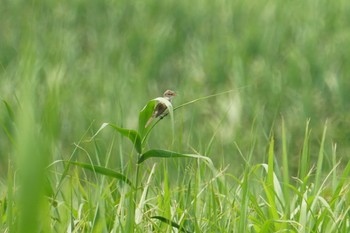 Oriental Reed Warbler 東大阪市池島 Fri, 6/21/2019