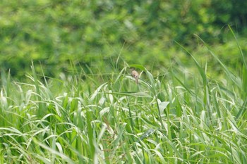 Oriental Reed Warbler 東大阪市池島 Fri, 6/21/2019