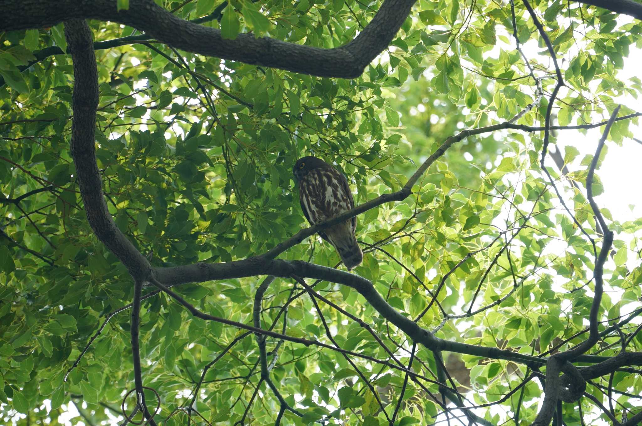 東大阪市池島 アオバズクの写真 by マル