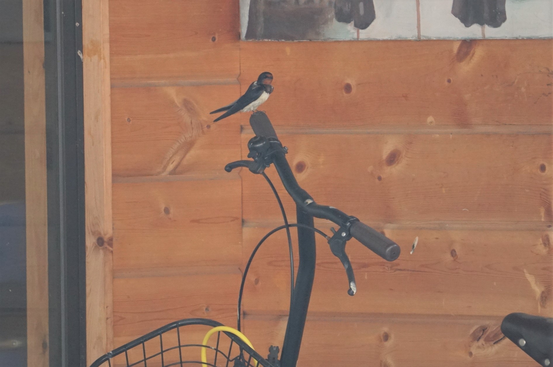 Photo of Barn Swallow at 東大阪市池島 by マル