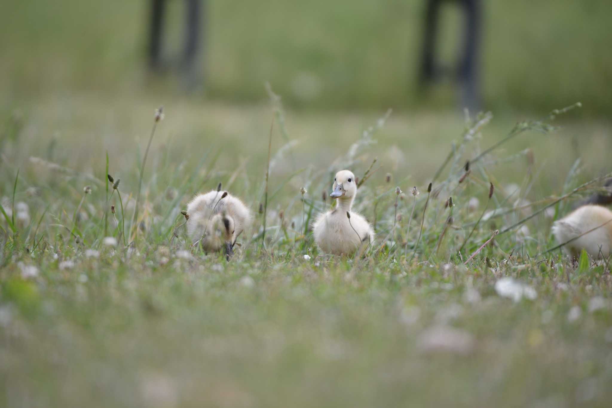 Photo of Domestic duck at Toneri Park by Johnny cool