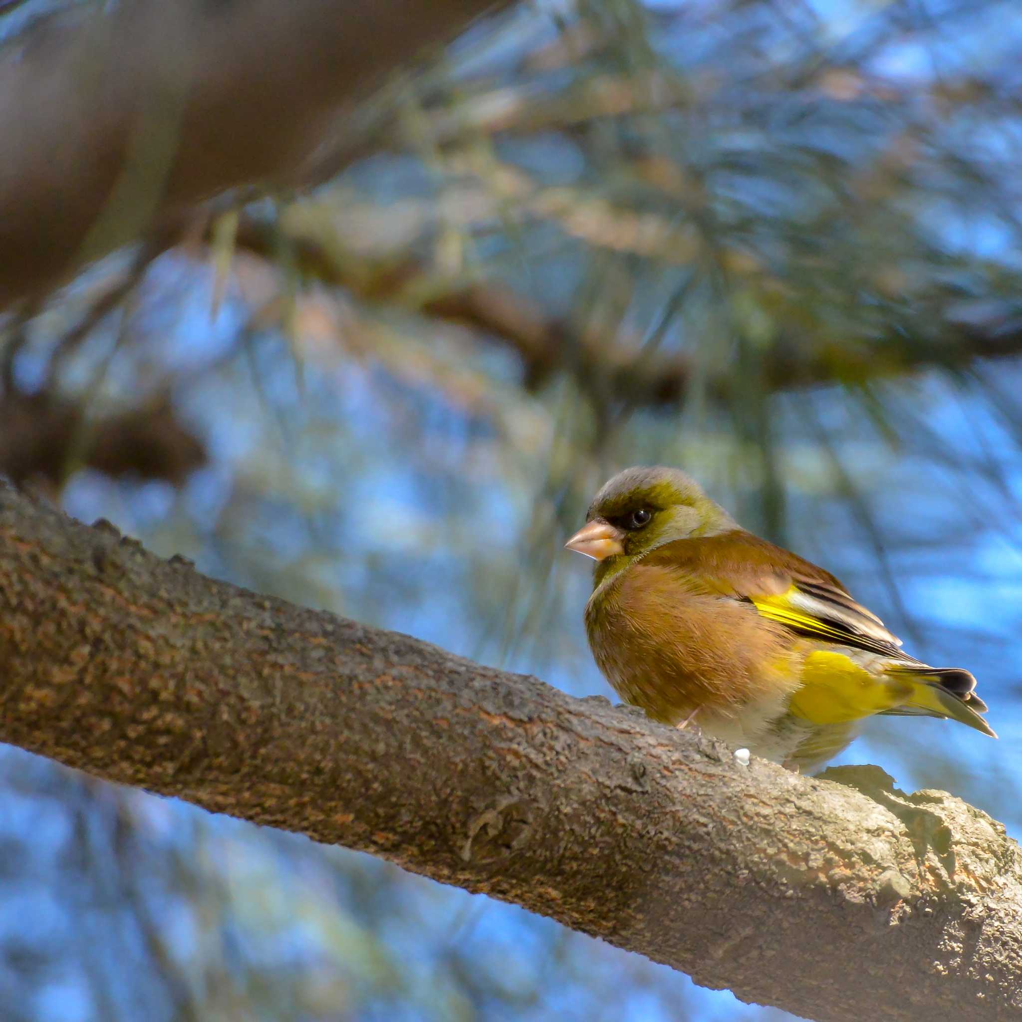 Photo of Grey-capped Greenfinch at Sambanze Tideland by Johnny cool