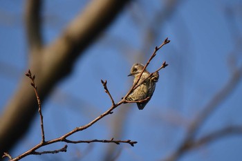 Japanese Pygmy Woodpecker 千葉県松戸市 Wed, 2/20/2019
