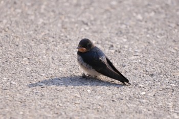 ツバメ 場所が不明 2019年6月23日(日)