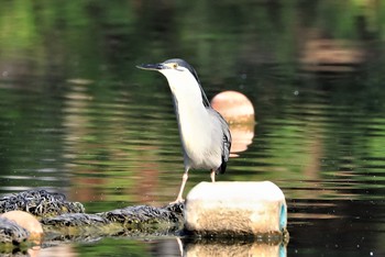 ササゴイ 都立浮間公園 2019年5月27日(月)