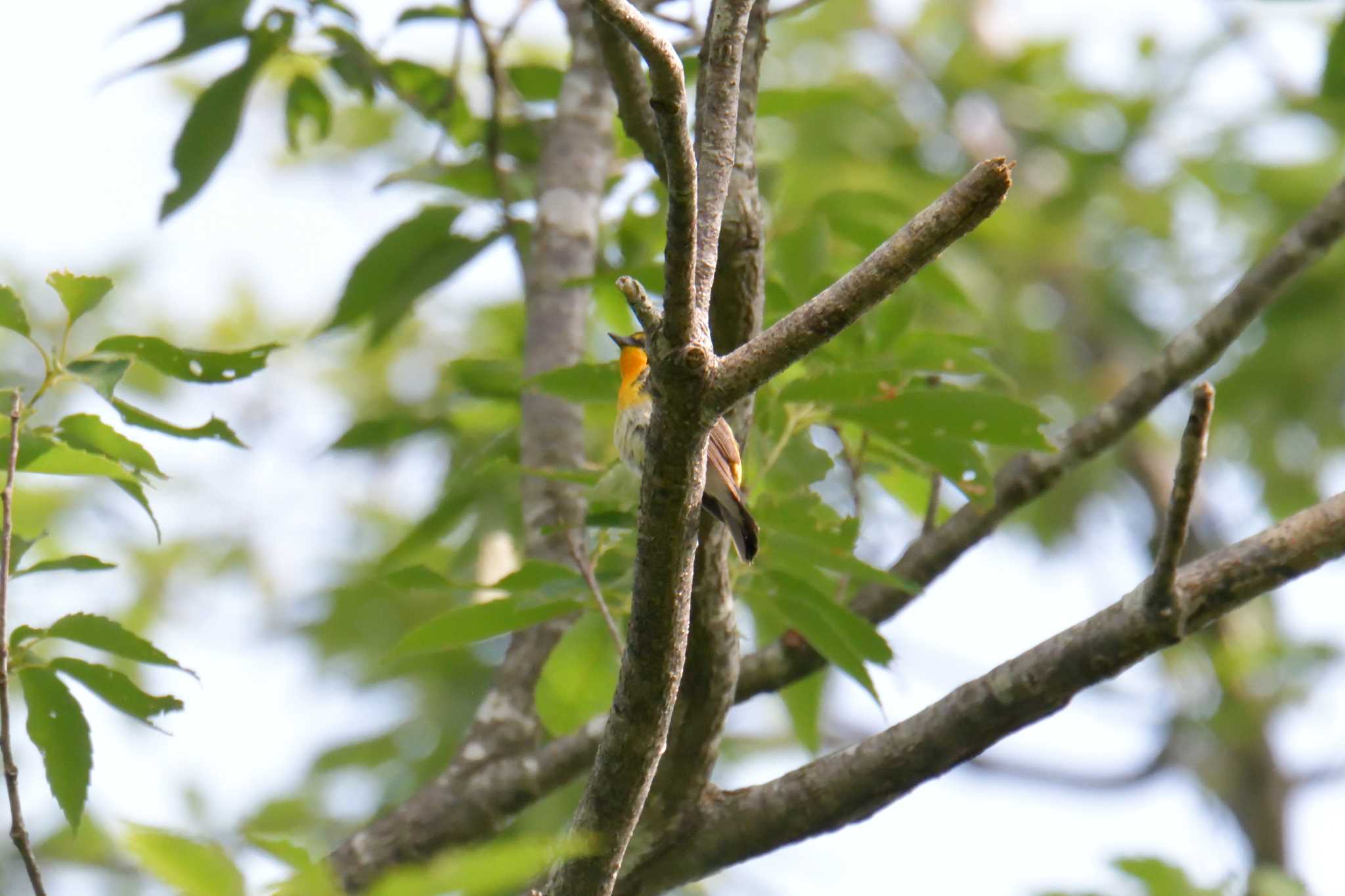 滋賀県甲賀市甲南町創造の森 キビタキの写真 by masatsubo