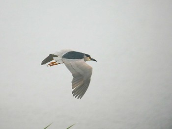 Black-crowned Night Heron 手賀川 Fri, 6/21/2019