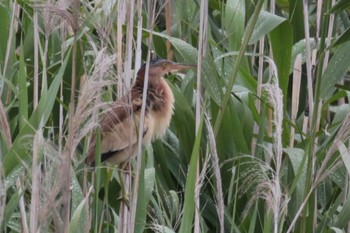 ヨシゴイ 葛西臨海公園 2019年6月23日(日)