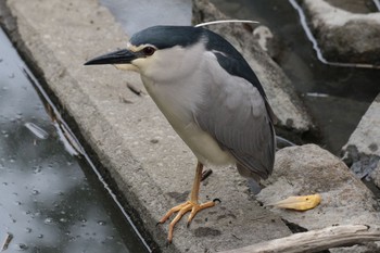 ゴイサギ 葛西臨海公園 2019年6月23日(日)