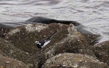 White Wagtail Tokyo Port Wild Bird Park Sun, 6/23/2019