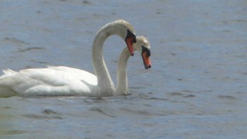 2019年6月23日(日) ウトナイ湖の野鳥観察記録