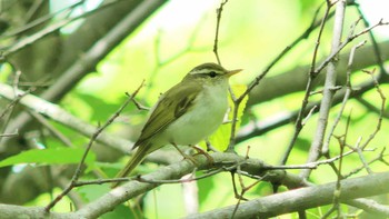 Eastern Crowned Warbler Lake Utonai Sun, 6/23/2019