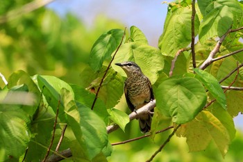 Palau Cicadabird Peleliu Island (Palau) Sun, 3/24/2019