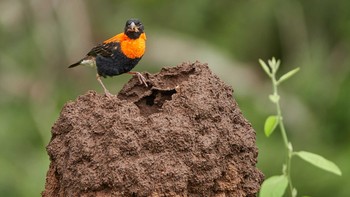 Black Bishop Lake Manyara National Park Sat, 5/4/2019