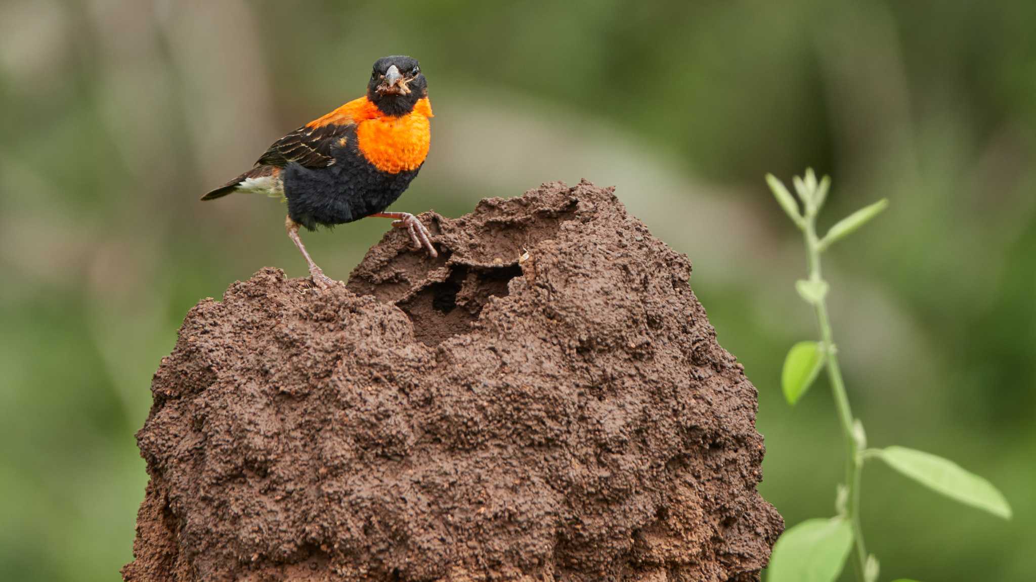 Southern Black Bishop by 高橋秀典