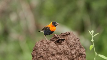 クロキンランチョウ マニャラ湖国立公園 2019年5月4日(土)