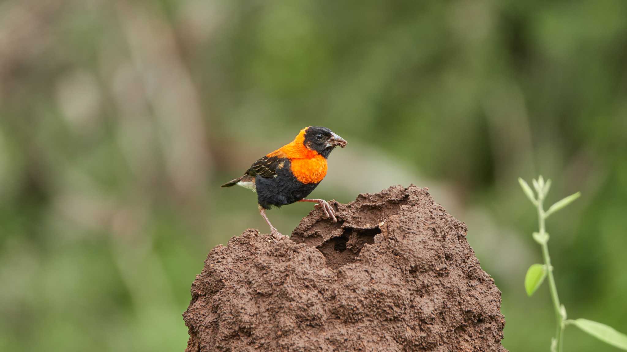 Southern Black Bishop by 高橋秀典