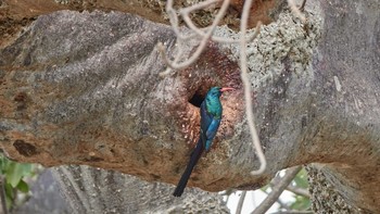 ミドリモリヤツガシラ Tarangire National Park 2019年5月4日(土)