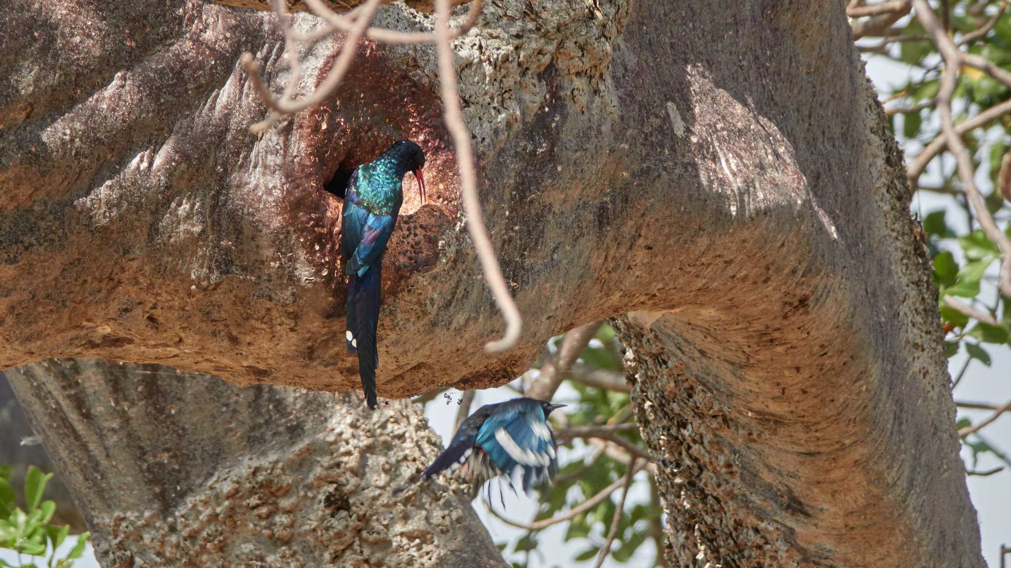 green wood hoopoe by 高橋秀典