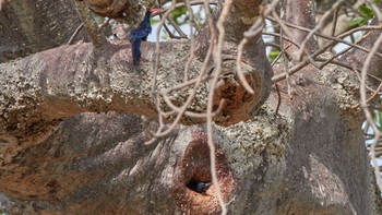 Green Wood Hoopoe Tarangire National Park Sat, 5/4/2019