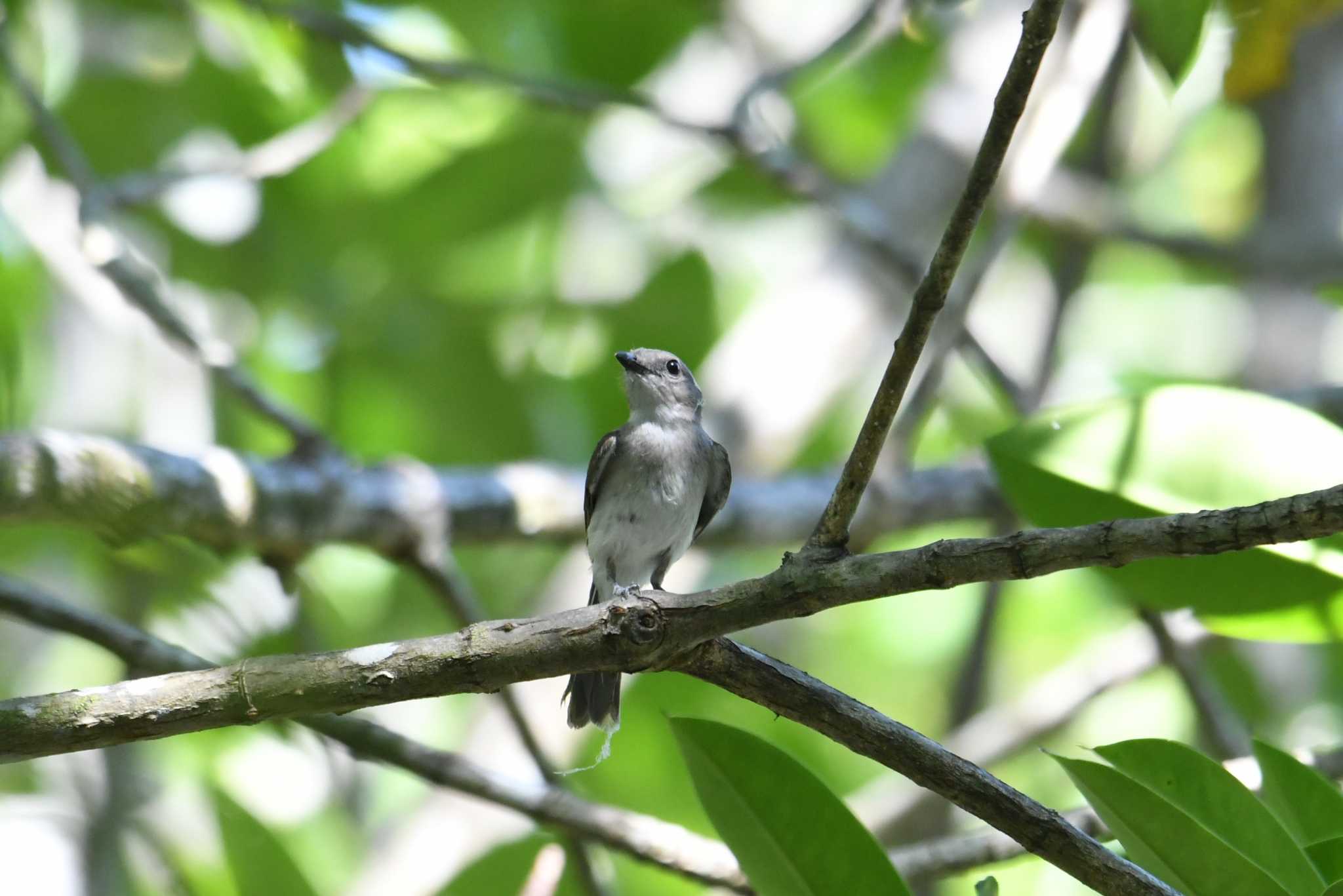 Photo of Mangrove Whistler at パンガーマングローブ林研究センター by あひる