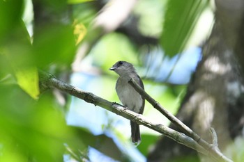 Mangrove Whistler パンガーマングローブ林研究センター Thu, 2/28/2019