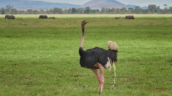 ダチョウ アンボセリ国立公園 2019年4月28日(日)