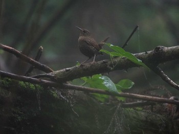 2019年6月23日(日) 檜原都民の森の野鳥観察記録