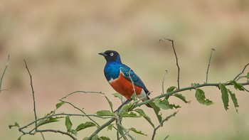 Superb Starling