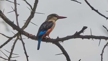 ハイガシラショウビン アンボセリ国立公園 2019年4月28日(日)