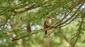 ハイガシラショウビン アンボセリ国立公園 2019年4月28日(日)